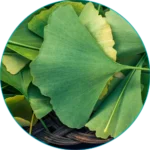 Vigor Peak Ginkgo Biloba